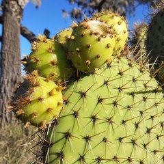 Opuntia huajuapensis