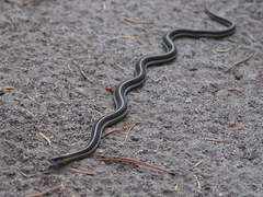 Thamnophis elegans elegans