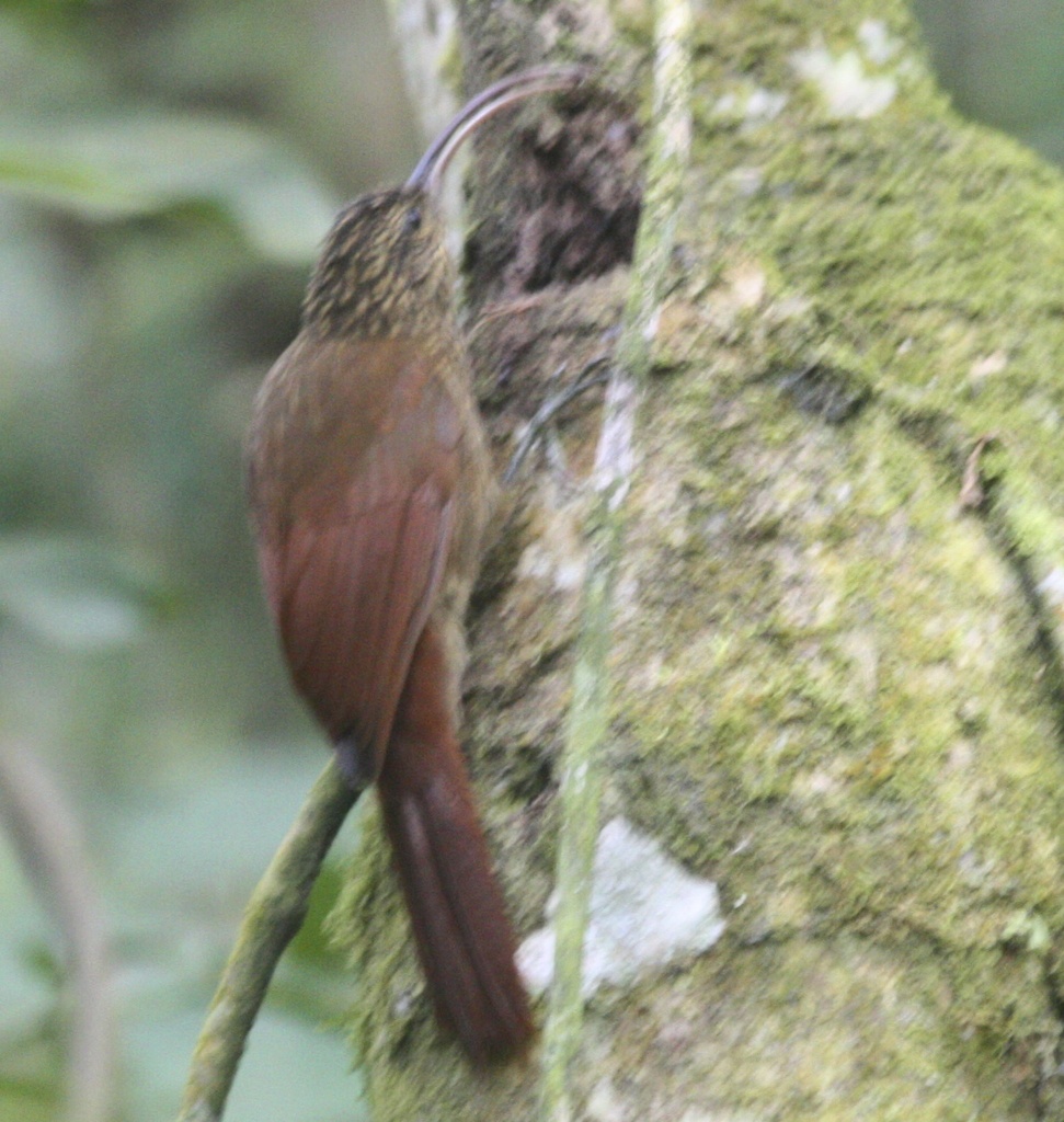 Brown-billed Scythebill