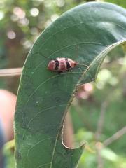 Asphaera quadrifasciata