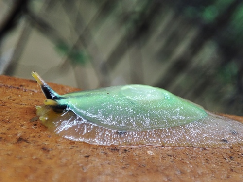 Genus Hyalimax · iNaturalist