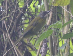Chlorospingus canigularis
