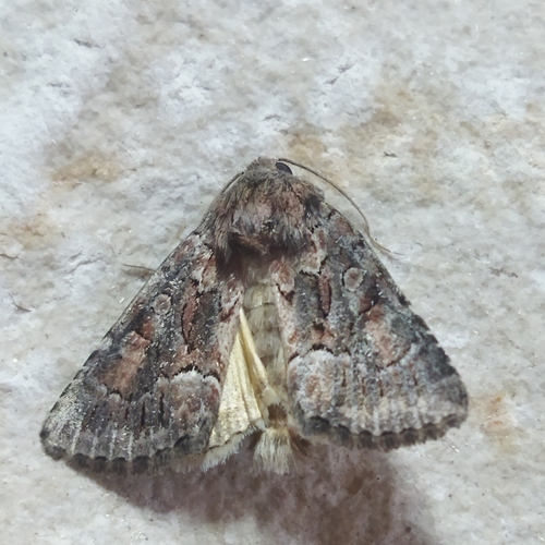 Straw Underwing photo 5