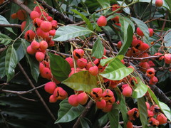 Toechima erythrocarpum