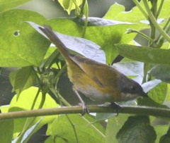 Chlorospingus canigularis