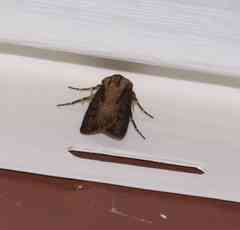 Agrotis volubilis