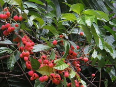 Toechima erythrocarpum