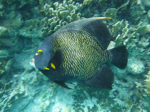 French Angelfish