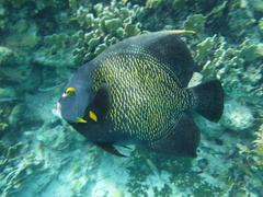 French Angelfish photo 3