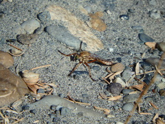 Diogmites angustipennis