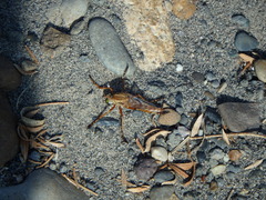 Diogmites angustipennis