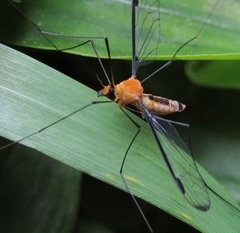 Aurotipula clara