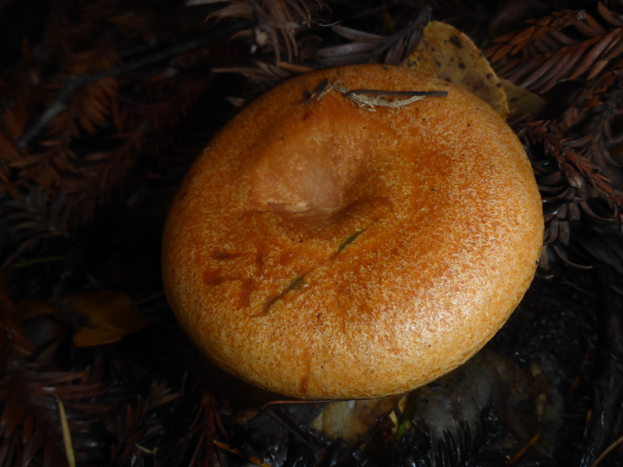Lactarius rubrilacteus image