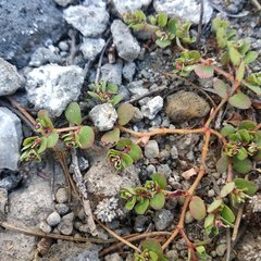 Euphorbia pueblensis