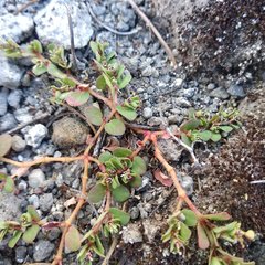 Euphorbia pueblensis