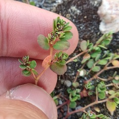 Euphorbia pueblensis