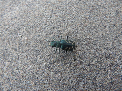 Cicindela tranquebarica borealis
