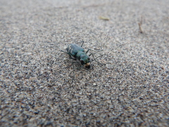 Cicindela tranquebarica borealis