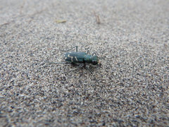 Cicindela tranquebarica borealis