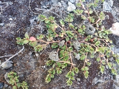 Euphorbia pueblensis