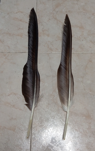 Plume de Vautour moine