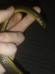 Liodytes rigida
