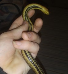 Liodytes rigida