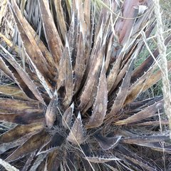 Agave triangularis