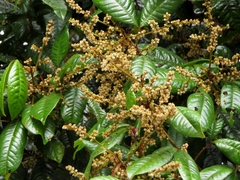 Mischocarpus lachnocarpus