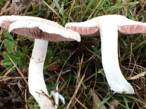 Weidechampignon