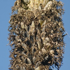 Agave triangularis