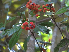 Mischocarpus lachnocarpus