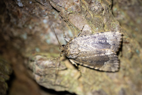 American Copper Underwing (Amphipyra pyramidoides)