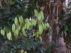 Mischocarpus lachnocarpus