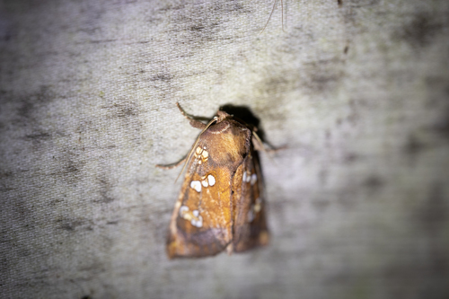 Dogbane Stem Borer Moth (Papaipema baptisiae)