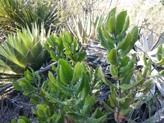 Rhus standleyi