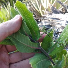 Rhus standleyi