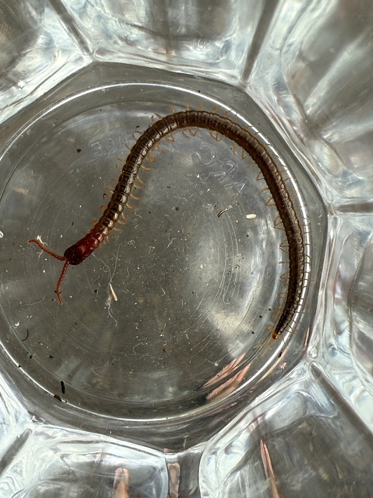 Mecistocephalus angusticeps
