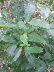 Image of Sideroxylon salicifolium