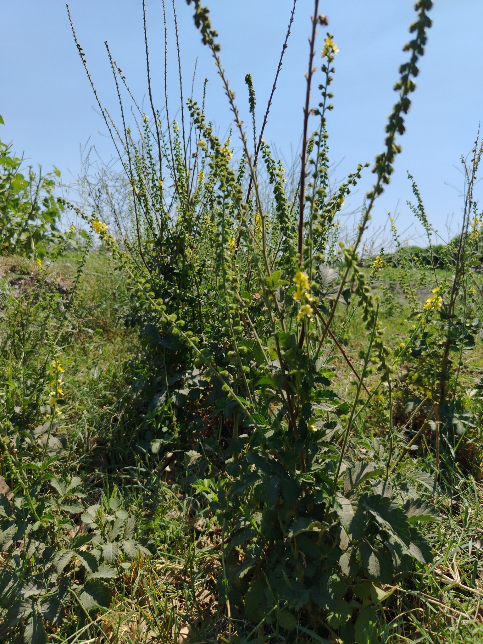 Asian Agrimony (Agrimonia asiatica)