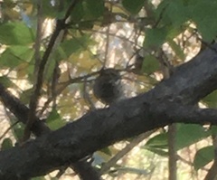 Zonotrichia albicollis