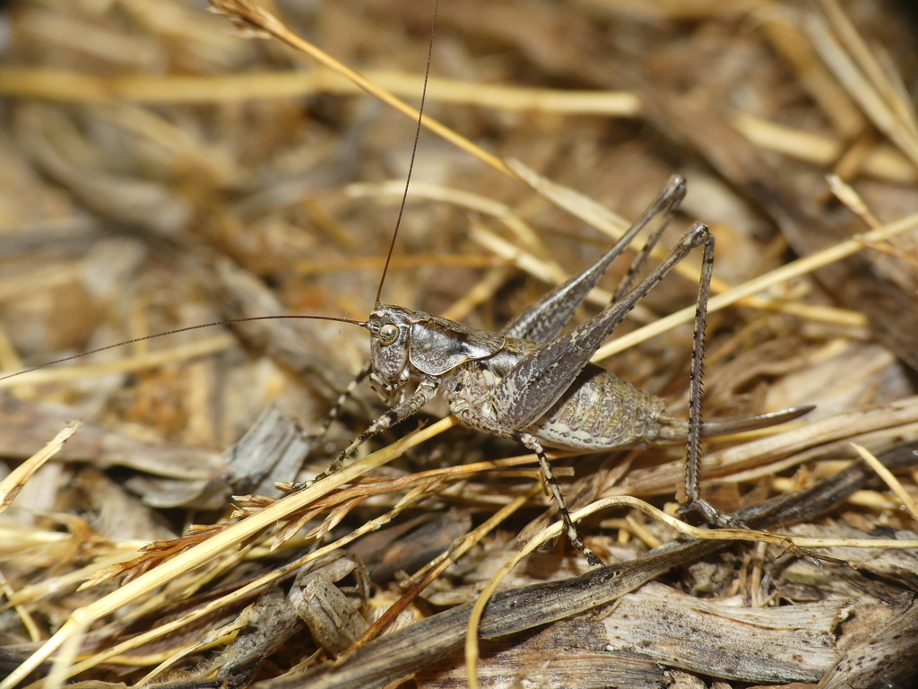Speckled Sardinian Bush-cricket