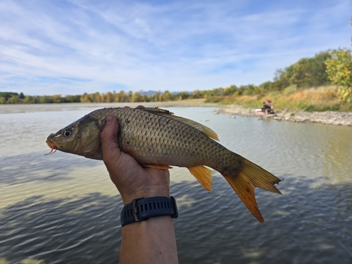 Cyprinus carpio