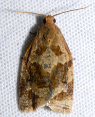Archips fuscocupreanus