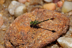 Paragomphus madegassus