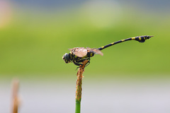 Ictinogomphus pertinax