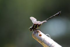 Ictinogomphus decoratus