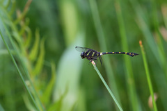 Ictinogomphus decoratus