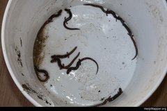 Eurycea multiplicata