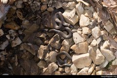 Diadophis punctatus stictogenys